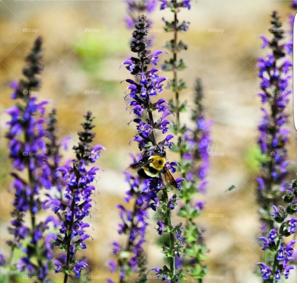 Bee on Purple Flowers