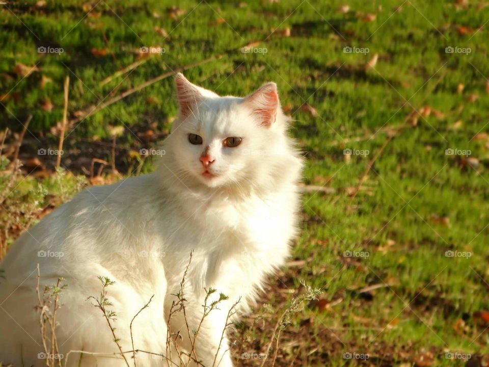 Beautiful White cat