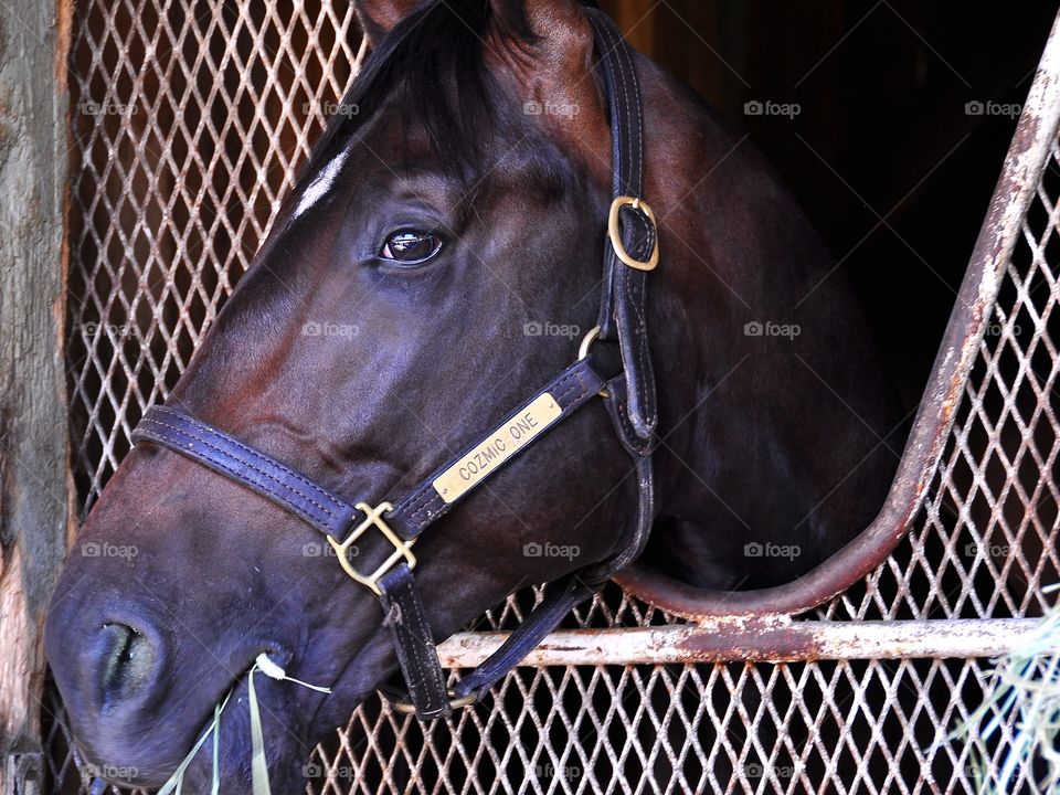 Cozmic One. Cozmic One as a powerful two year old  colt resting in his stall at John Sherrif's barns in Horse Haven Saratoga. 