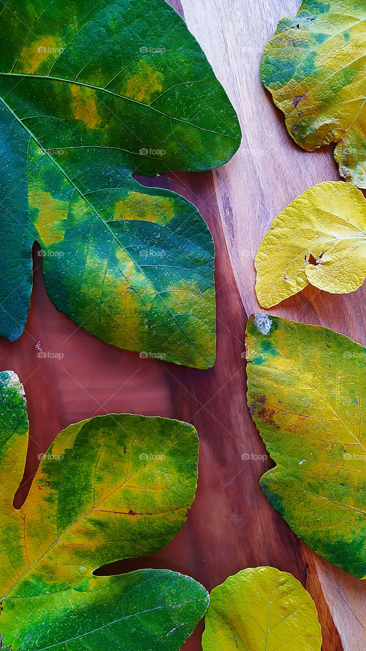 Fig leaves