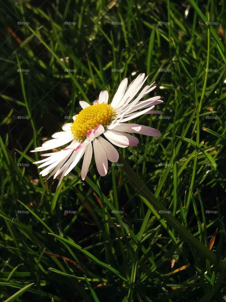 Gänseblümchen - Daisy