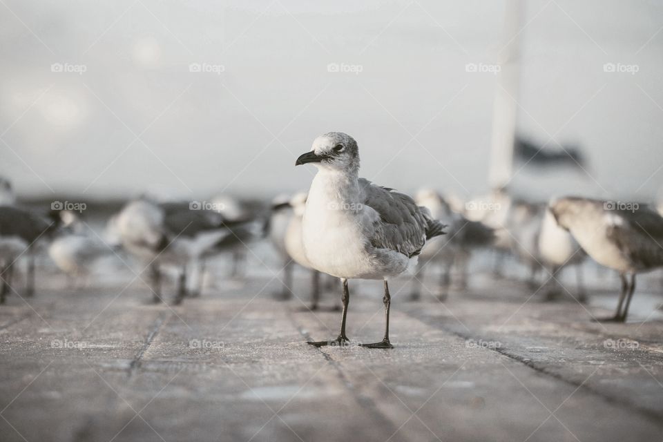 Gulls on a dock