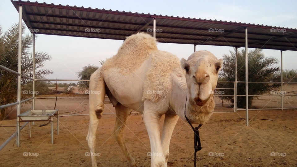 The Camel in United Arab Emirates Al Ain Farm
