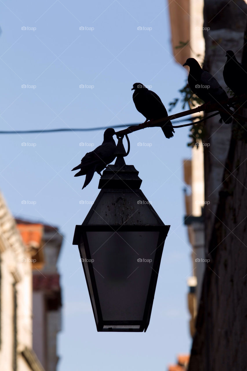 birds lantern by splicanka