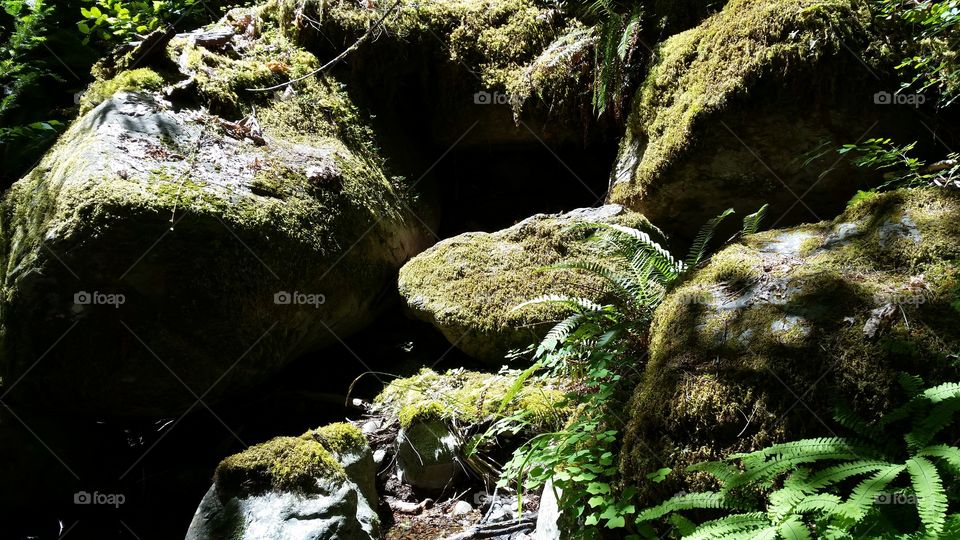 mossy boulders in dappled light