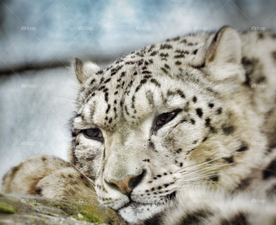 leopard big cat snow leopard marwell zoo by welshdragon
