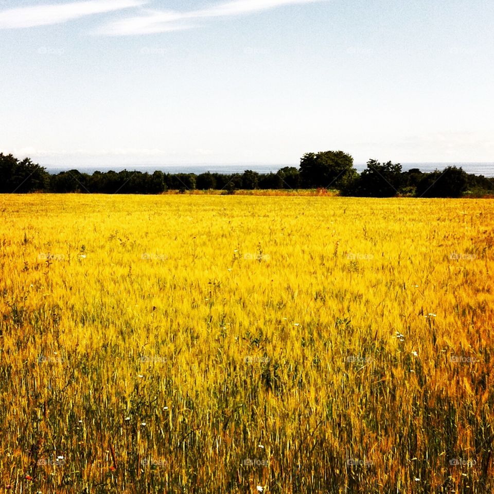 Fields of gold