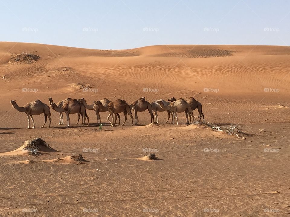 Safari in the desert