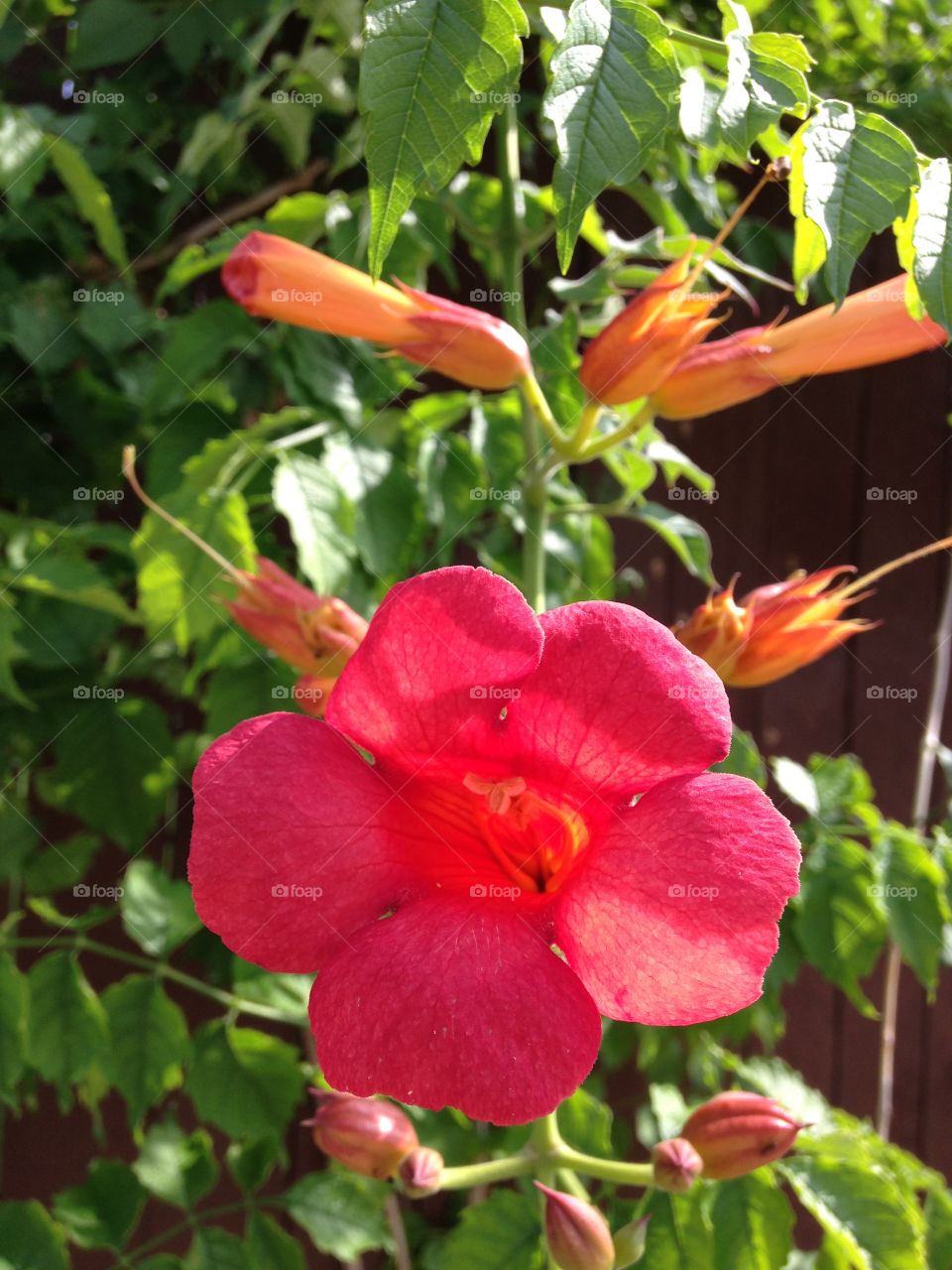 Spring is in bloom. Spring blooms on a trumpet vine