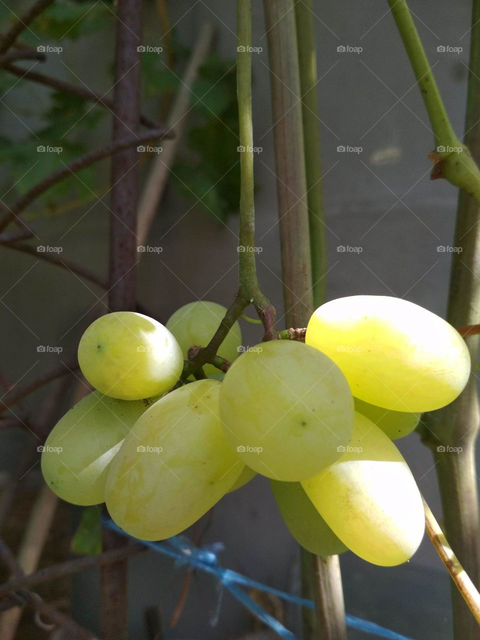grape