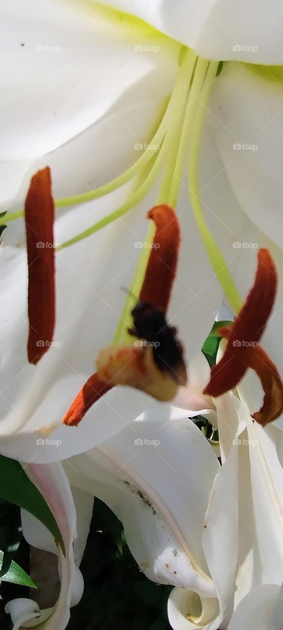 magnificent white lily