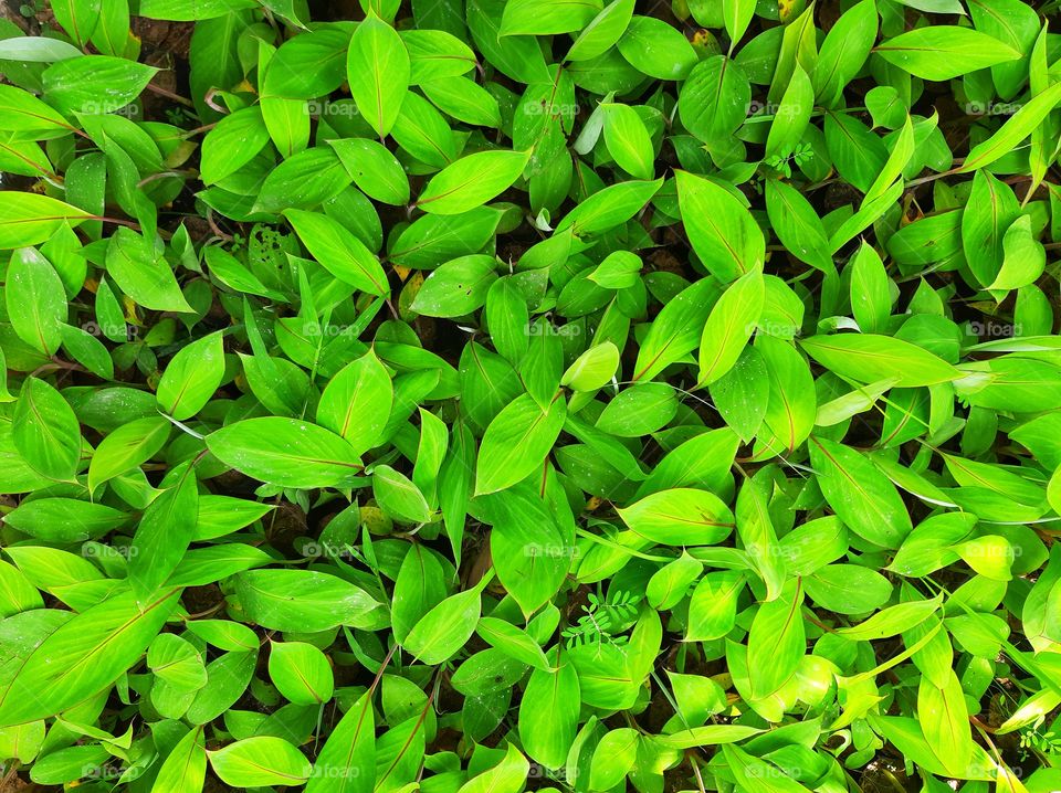 These are baby banana plants. After 12 months, 6 round of multiplication, Banana plants in the highly controlled environment at lab now ready to move into the normal environment.