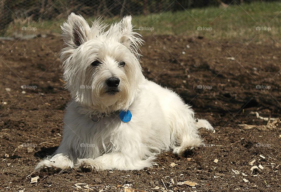 West highland terrier