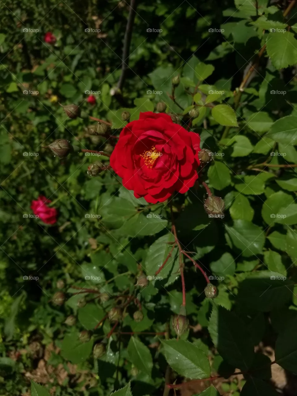 rose