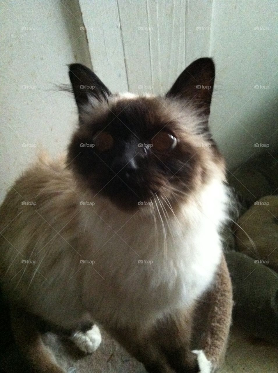 Birman