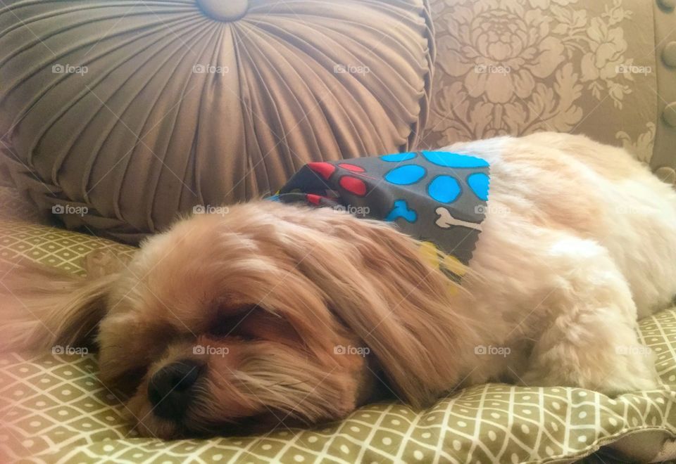 Sleepy shihtzu 