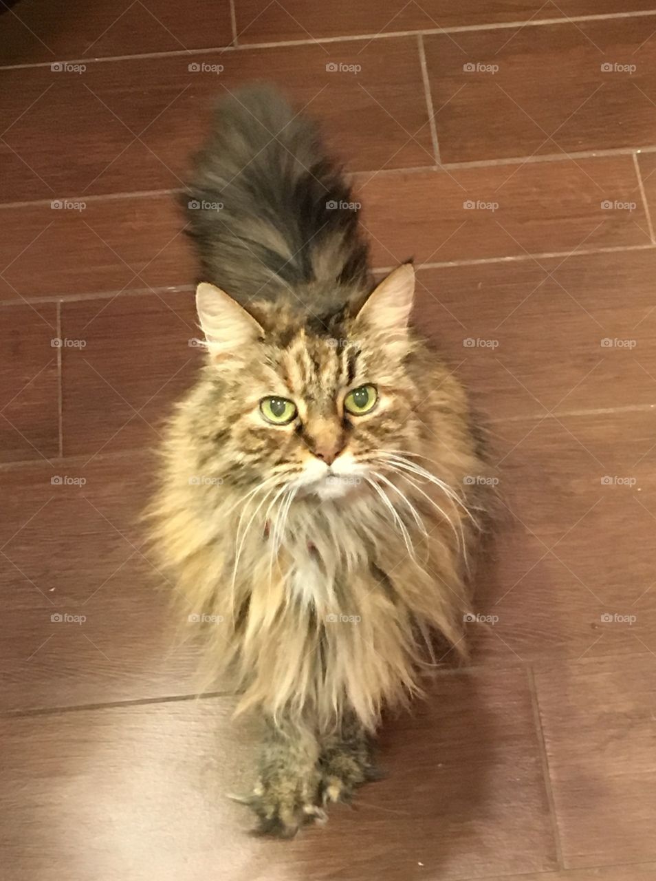 Beautiful Maine Coon senior cat named Shaggy. 