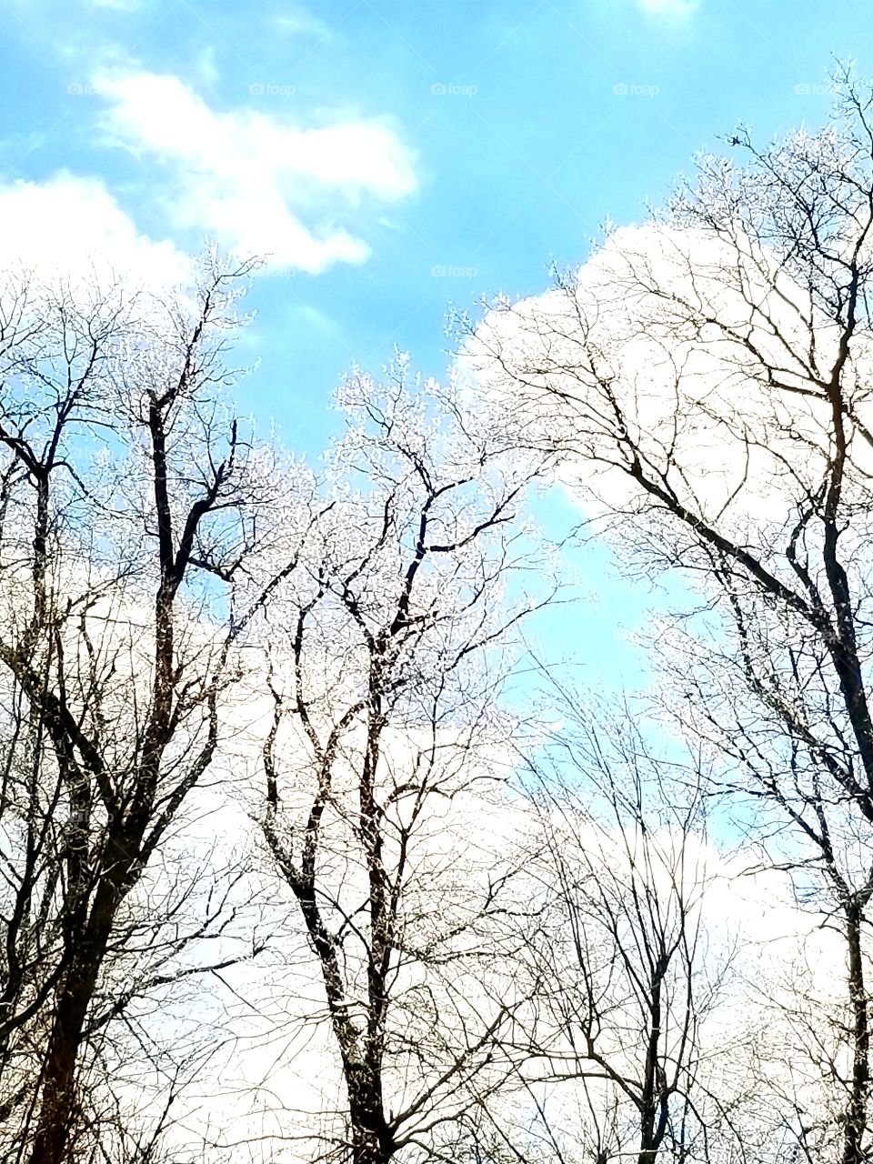 icy trees