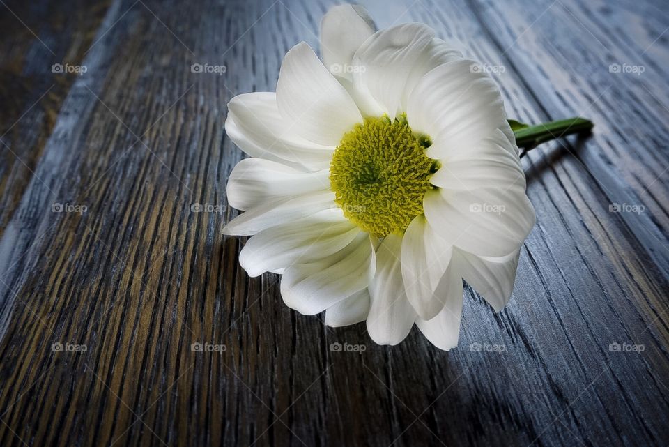 Large white flower head on wood table top