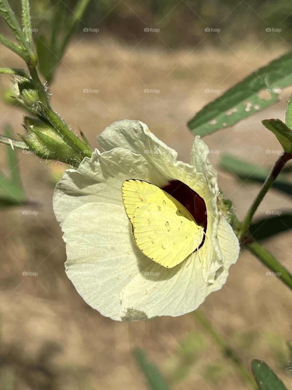 Nature in my garden, Nakhon Sawan Province, Thailand 🇹🇭