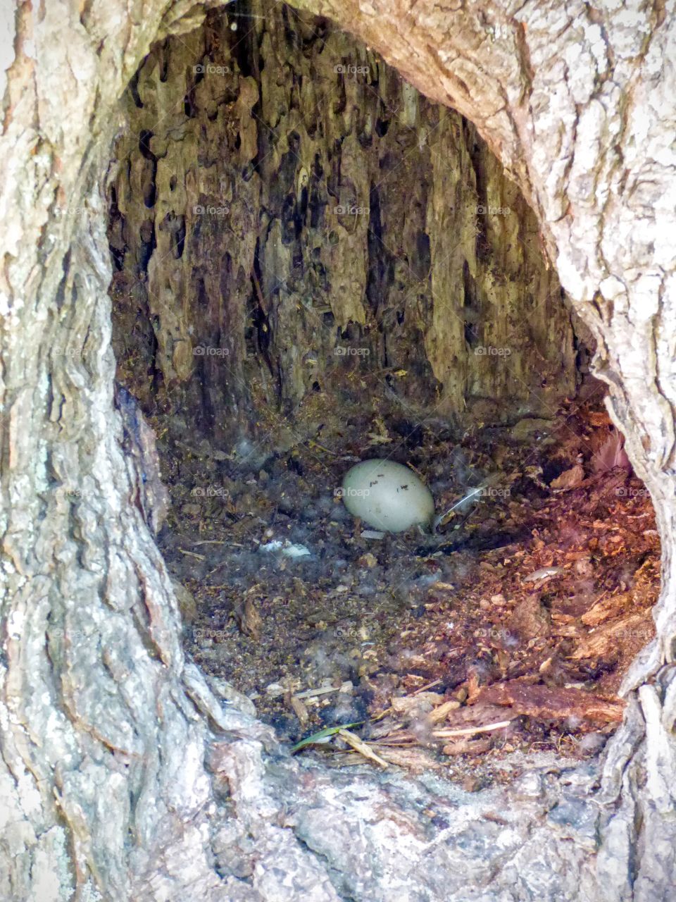 Duck egg in a tree 