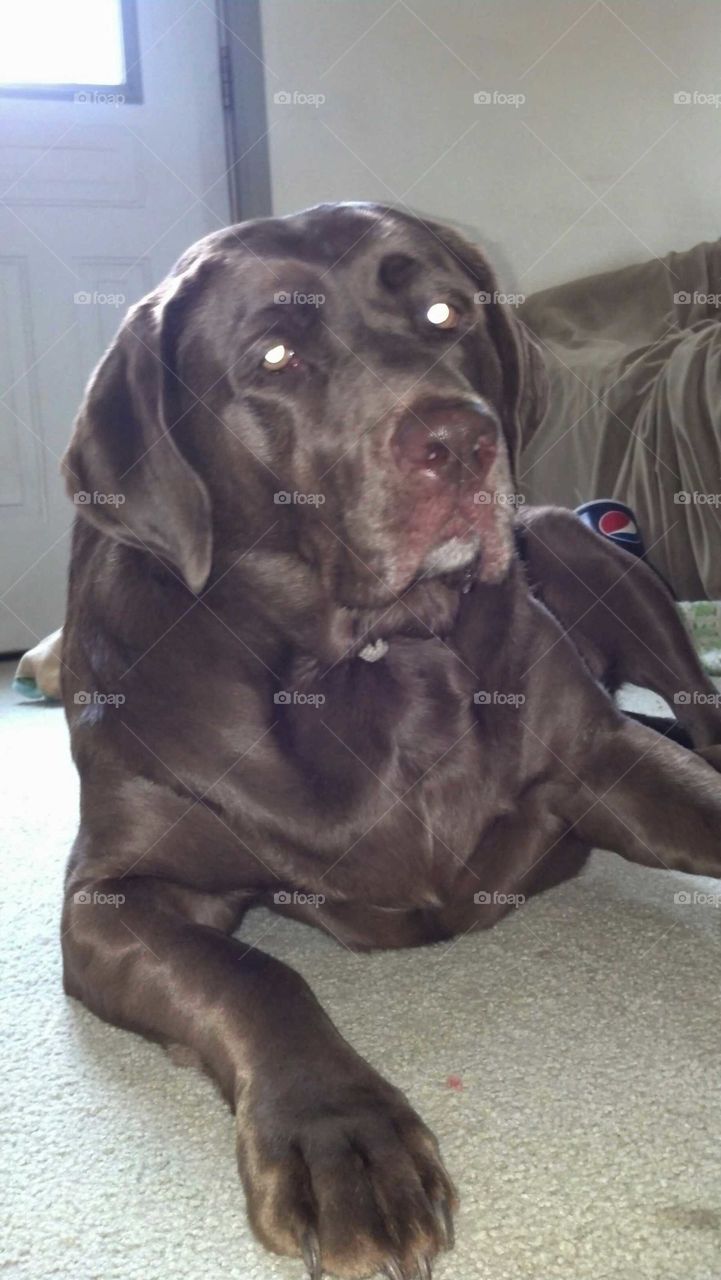 Chocolate Lab