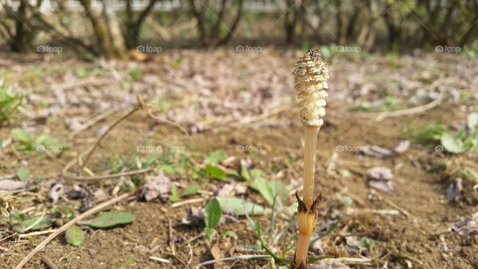 horsetail