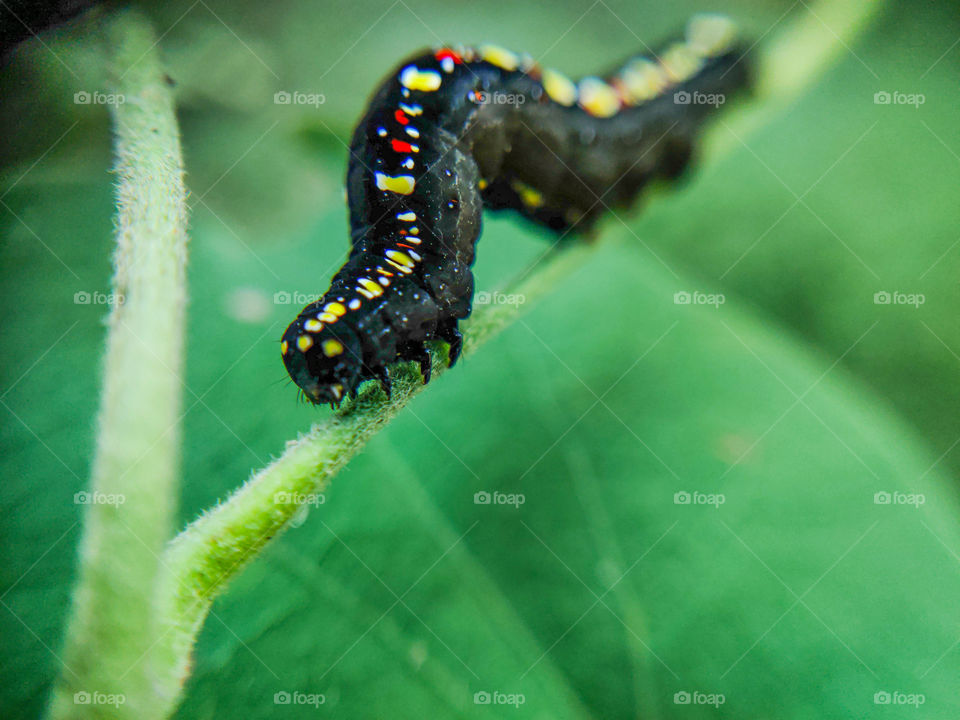A Story of catterpillar who is ready to eat everything around her and going to be a beautifull butterfly #macro