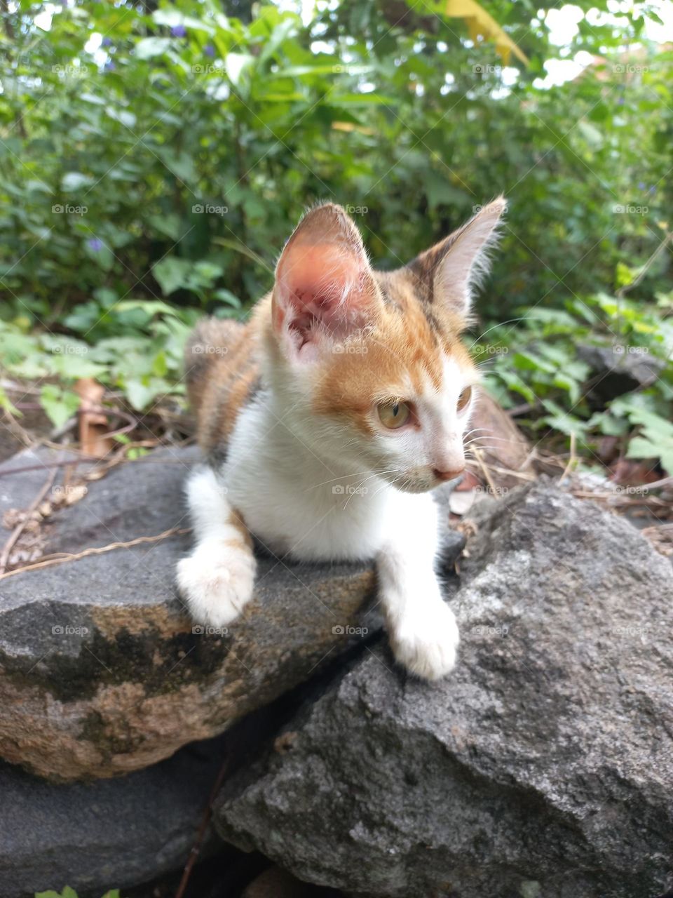 The cute kitten is in the grass garden