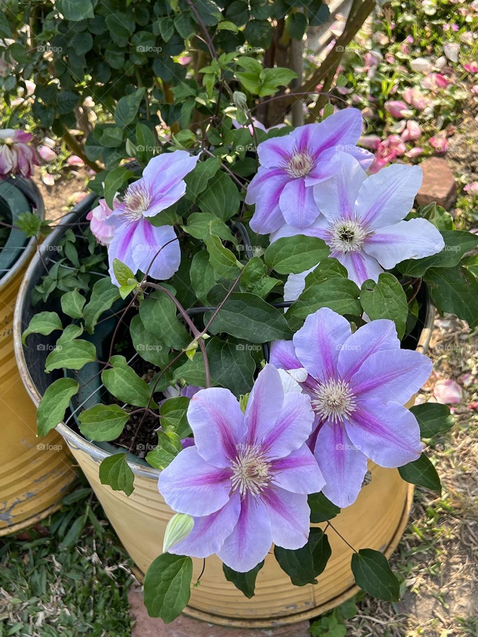 Flowers in Yuanshan Flower Expo Park