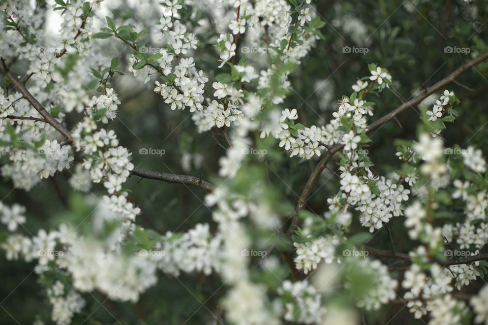 cherry blossom