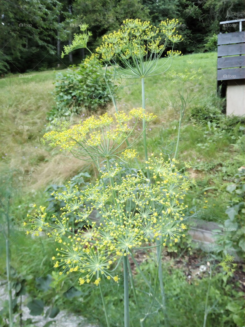 Kapor in Schwarzwald
