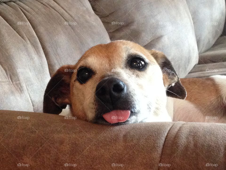 Na na Rosie . Jack Russell with tounge out