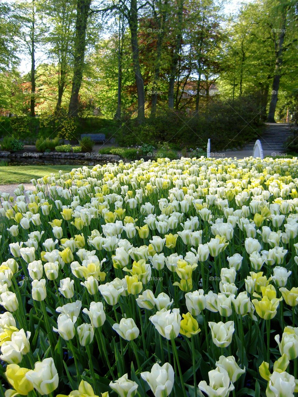 Tulips