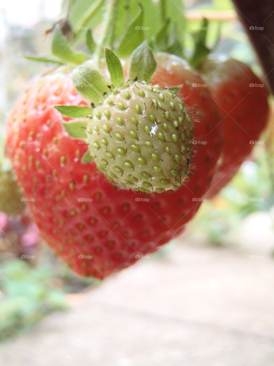 October strawberries - yum 