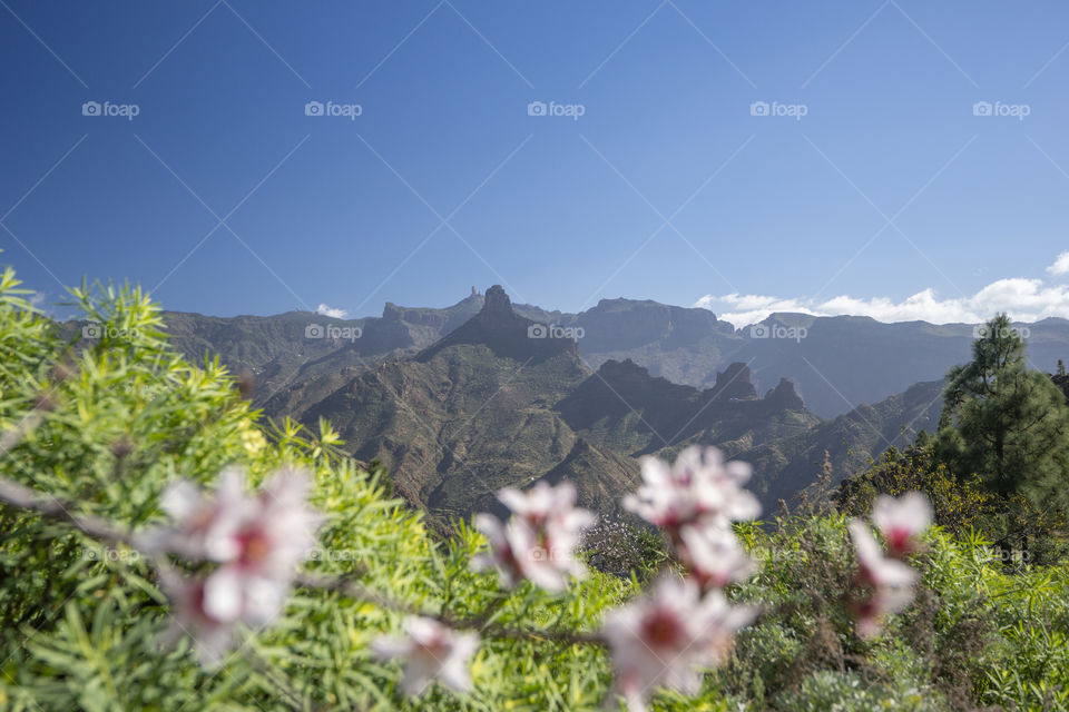 Flowering Almonds in Gran Canaria, Canary 