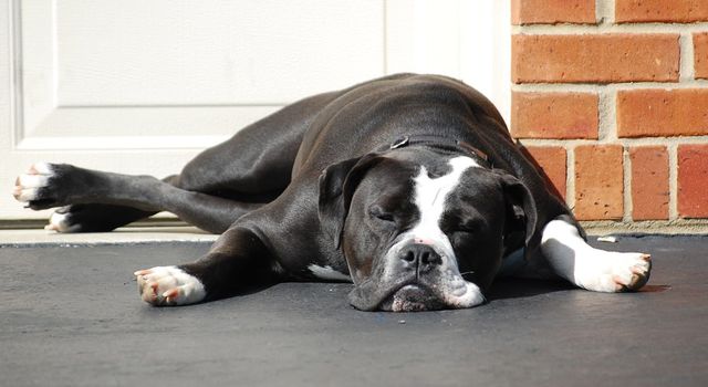 Duke the dog