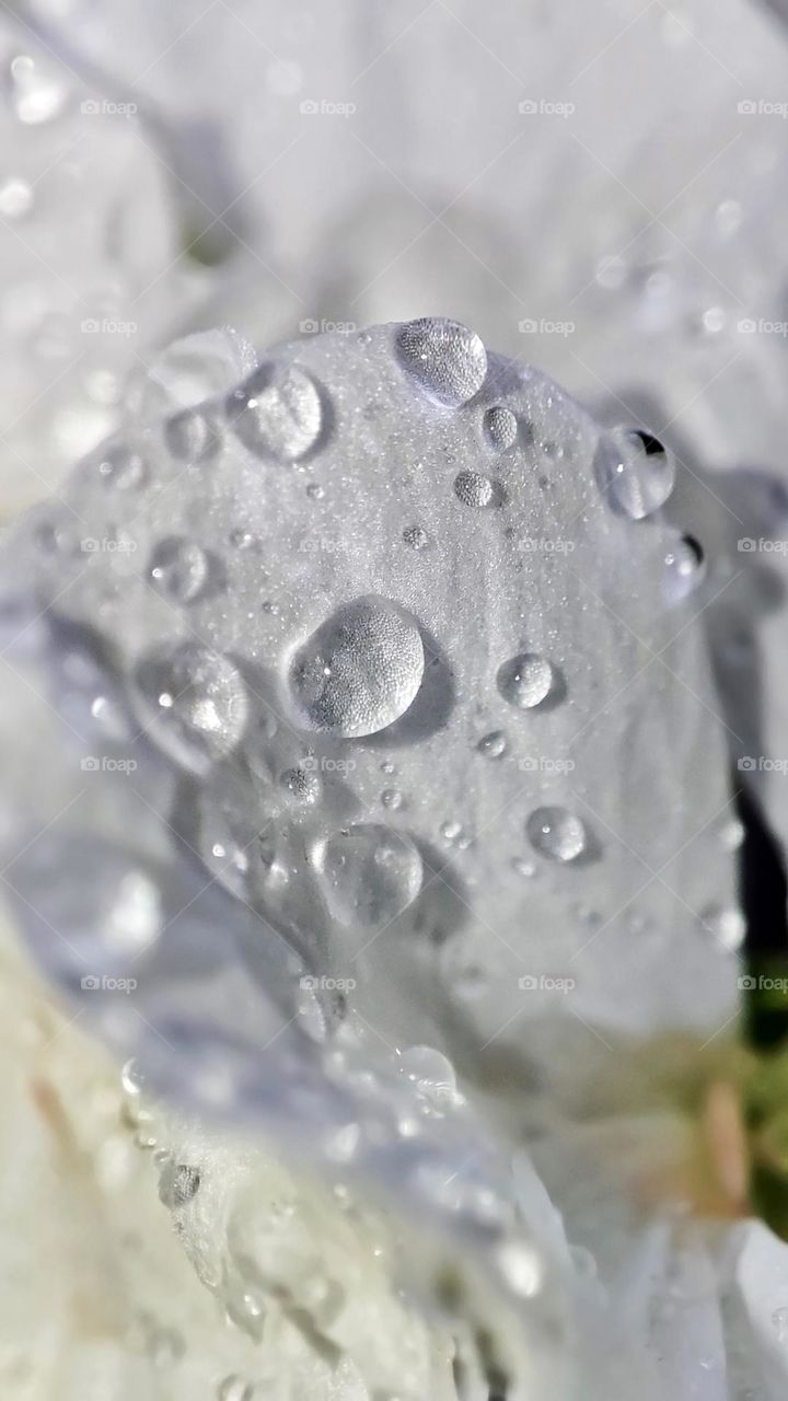 Macro photo of dew on a flower