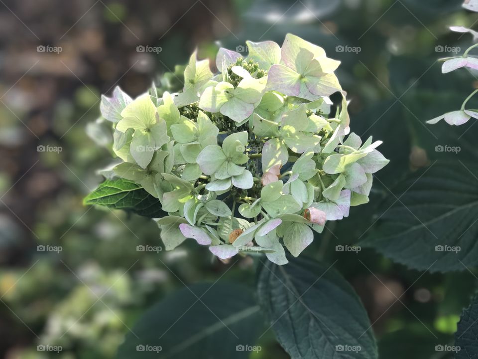 Natural Bouquet