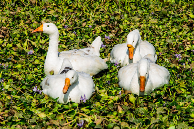 Ducks
