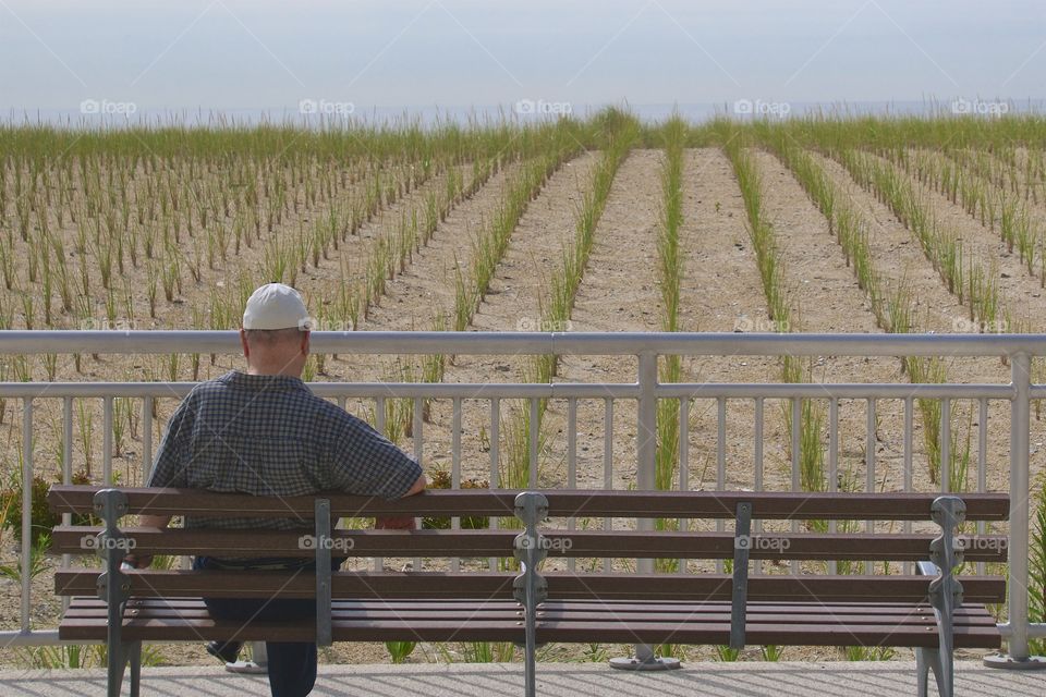 A back view of a man seated on a bench in front of the orderly rows of breach grass which had been planted to protect and replenish the destroyed dunes during   Hurricane Sandy at the Rockaway Beaches in New York City.