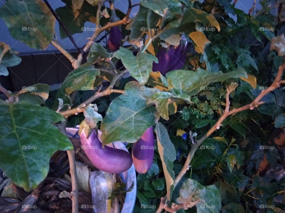 Eggplant plant hehe. Funny redundancy.
I took this photo in the evening. Some say it is Magic hour. There's a very light rain that day. The light came from a lamp post.