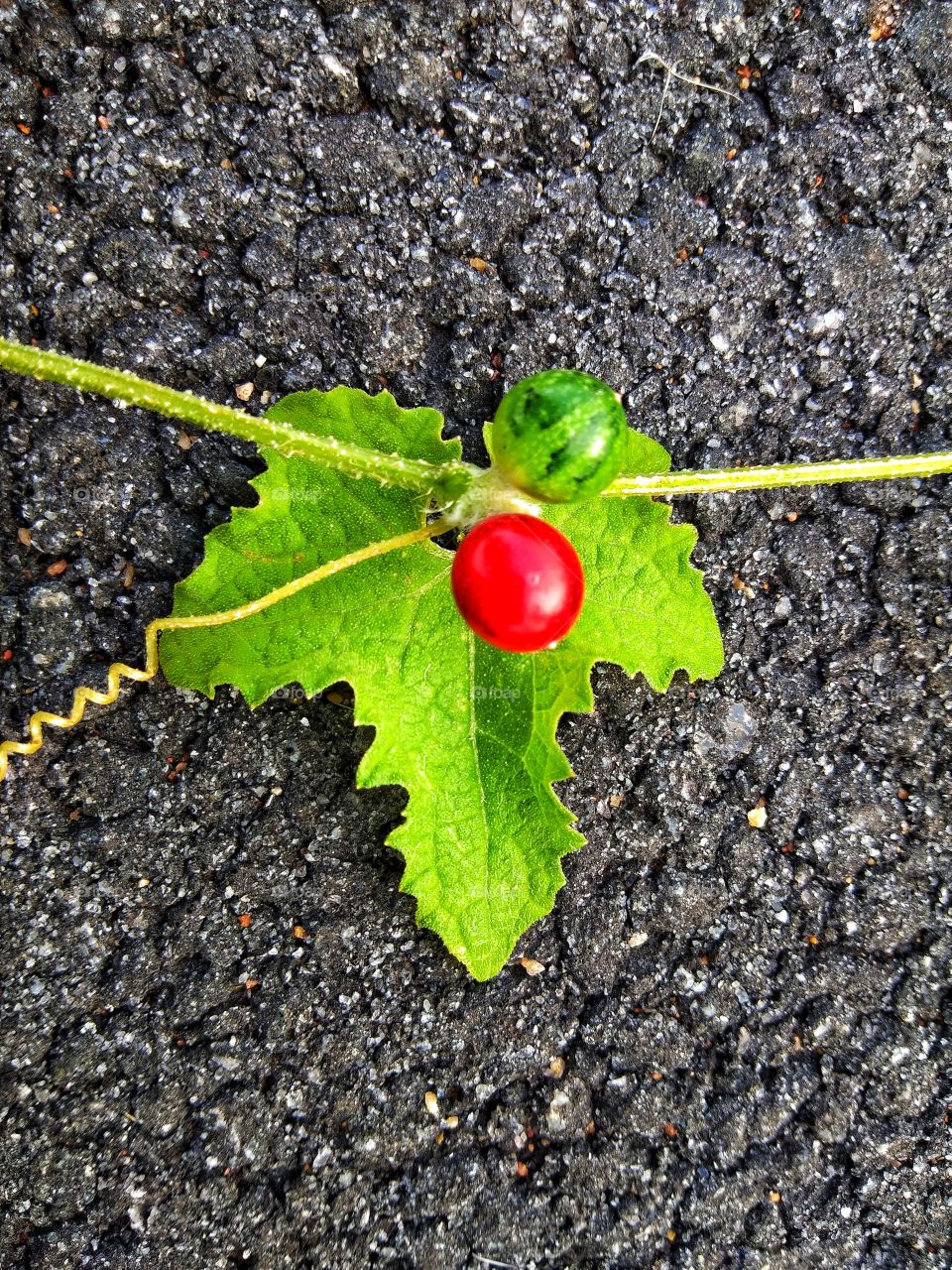 red and green