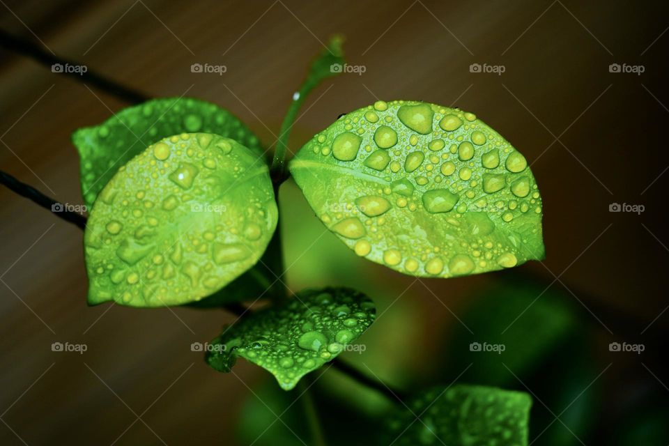 Raining leaves 