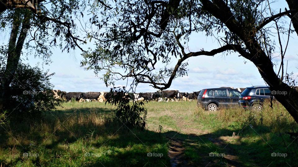 выпас коров