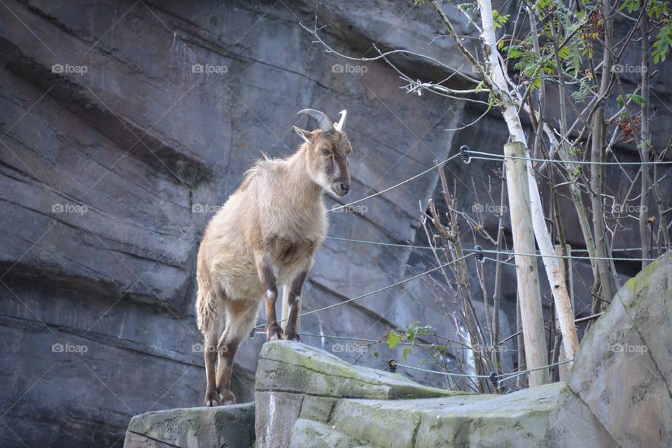 A goat at the zoo