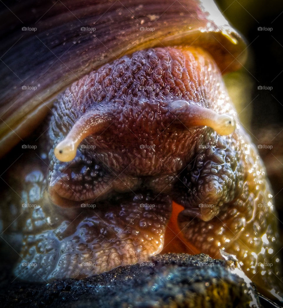 close up of snail,  fantastic face