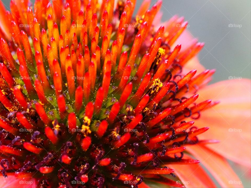 Flower close-up