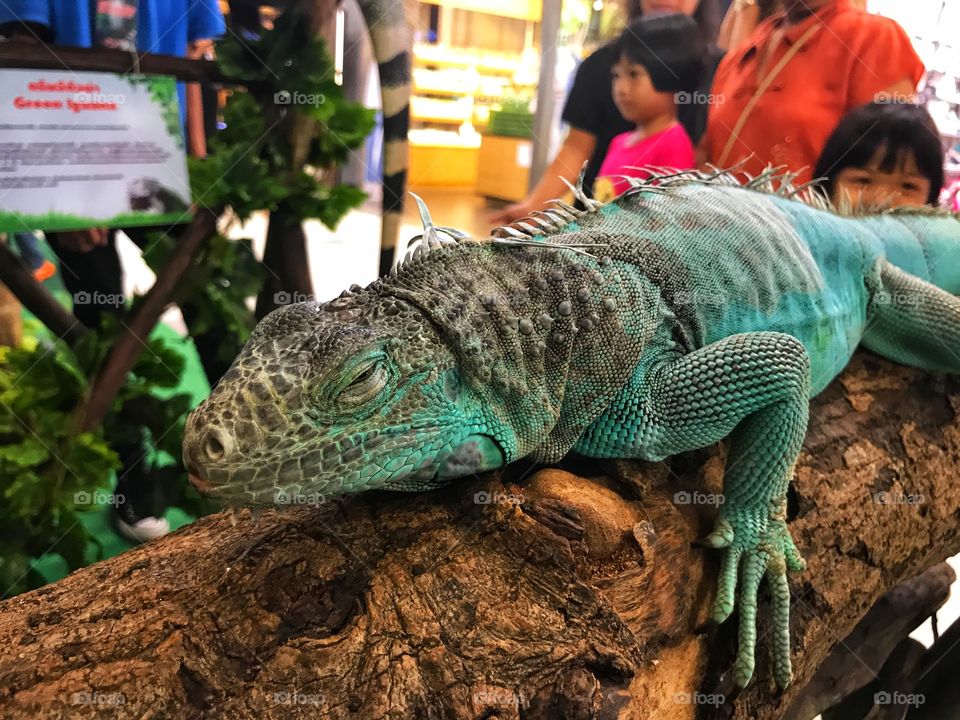 Green iguana.