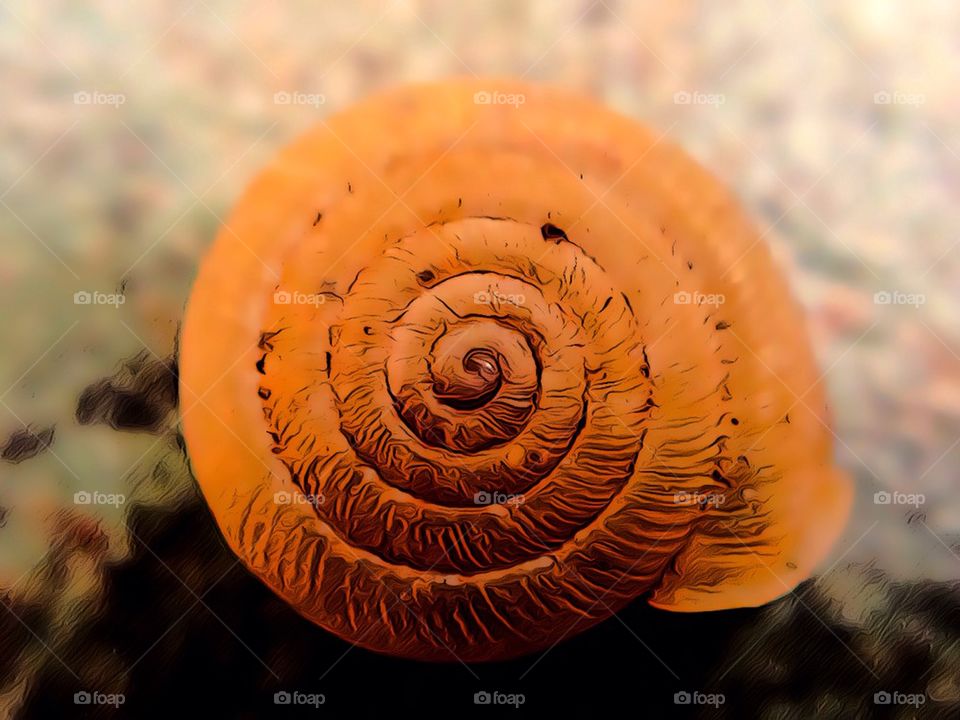 Snail Fossil Art